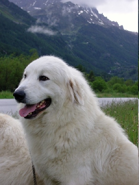 Adour de la vallée de la livenne