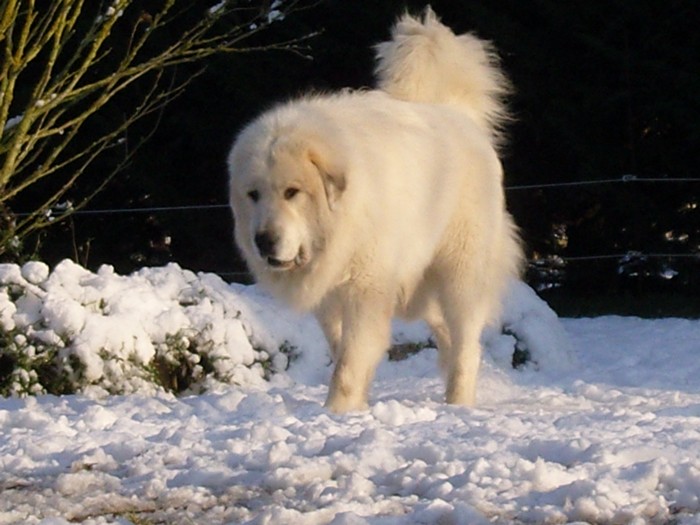 CH. Aspin Du val du lavedan