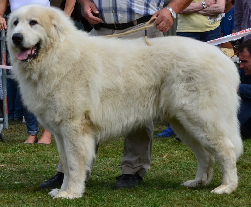 CH. Aspin Du val du lavedan