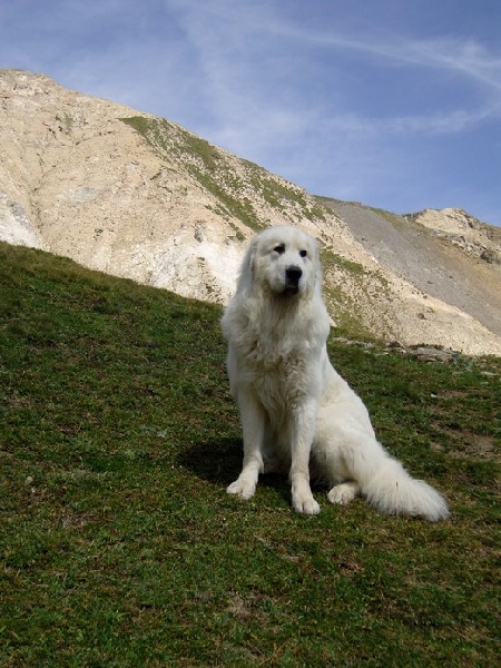 CH. Aspin Du val du lavedan