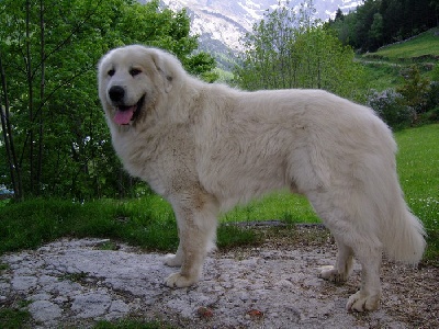de la vallée de la livenne - CHAMPION d'ESPAGNE