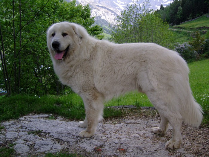 ASPIN